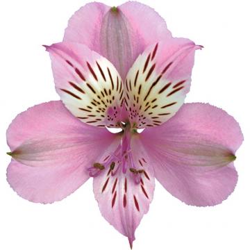Alstroemeria Mila flower