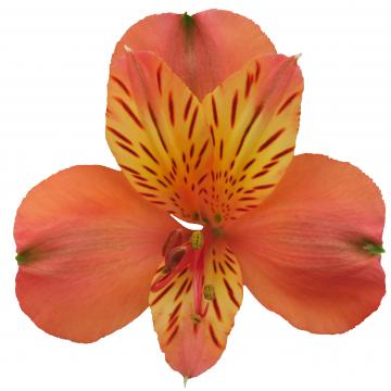 Alstroemeria Motion flower