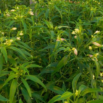 Alstroemeria Napoleon flower