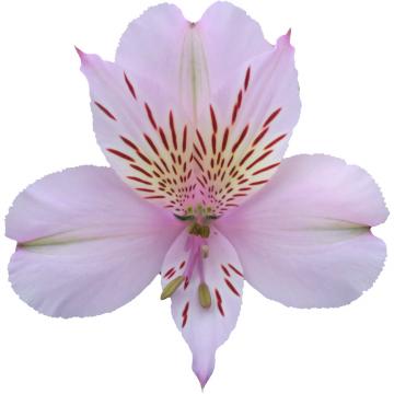 Alstroemeria Napoleon flower