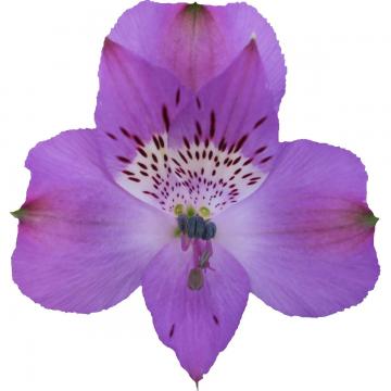 Alstroemeria Okinawa flower