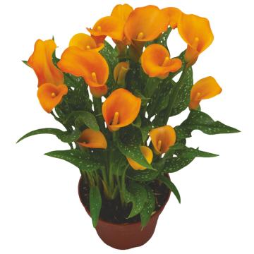 Könst Calla Orange Art Orange Zantedeschia