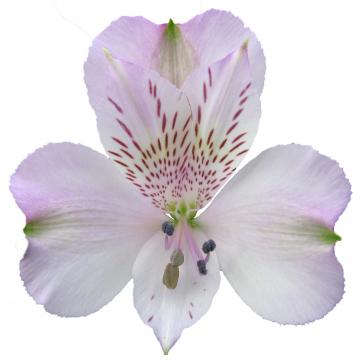 Alstroemeria pacific flower