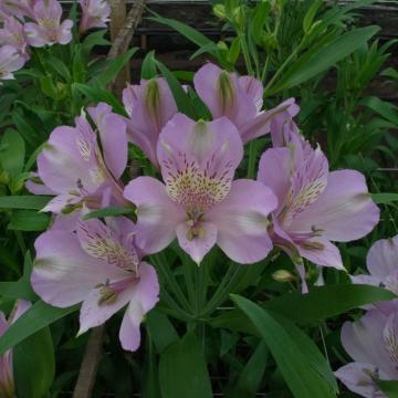 Alstroemeria pacific flower