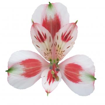 Alstroemeria Pierrot flower