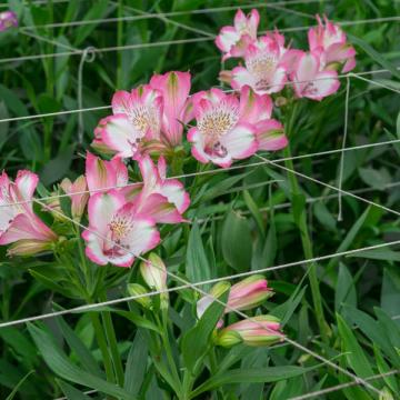Alstroemeria pinkpop flowers