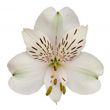Alstroemeria Prestige flower