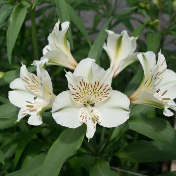 Alstroemeria Prestige flower