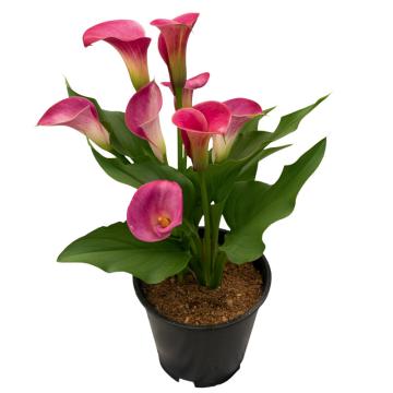 Calla Könst Pretty Art Pink Zantedeschia