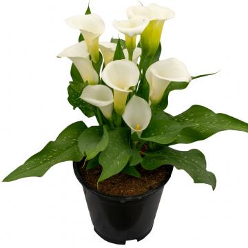 Könst Calla Pure Art White Calla