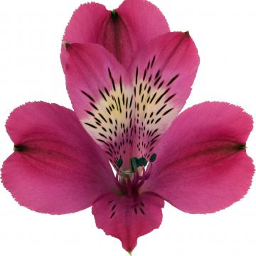 Alstroemeria real flowers