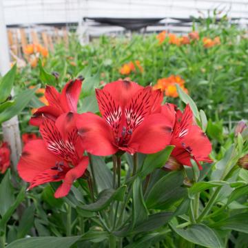 Alstroemeria Romance flower