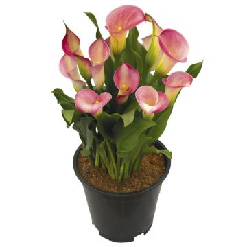 Könst Romantic Art Zantedeschia Calla Color Pink 