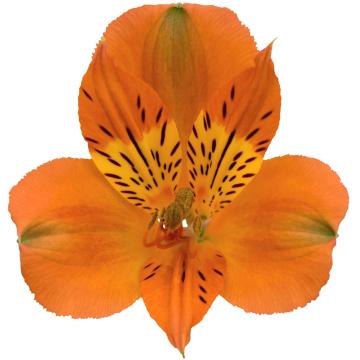 Alstroemeria Savanna flower