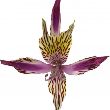 Alstroemeria Scorpion flower