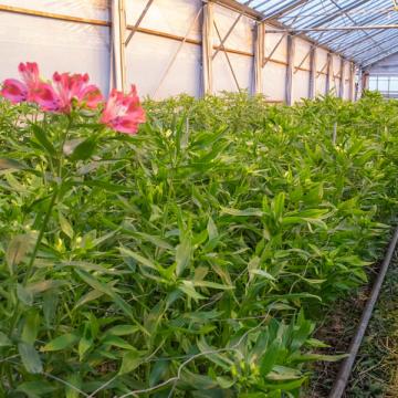 Alstroemeria showtime flower