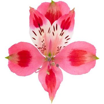 Alstroemeria showtime flower