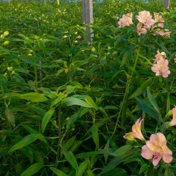 Alstroemeria Stephanie flower