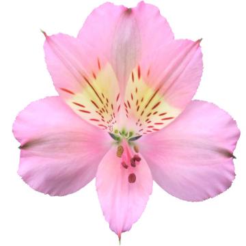 Alstroemeria Stephanie flower
