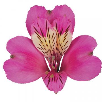 Alstroemeria Stratus flower