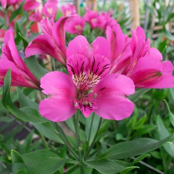 Alstroemeria Stratus flower