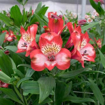 Alstroemeria Strawberry Snow flower