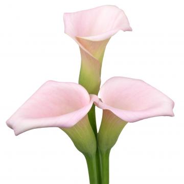 Könst Sweet Art Zantedeschia Calla Color Pink Flowers