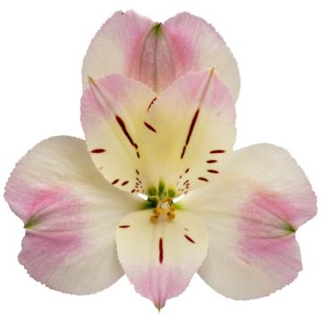 Pink Alstroemeria Sweet Love