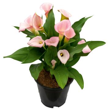 Könst Sweet Art Zantedeschia Calla Color Pink