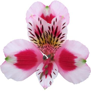 Alstroemeria sweetheart flower