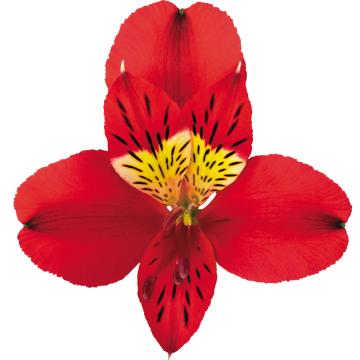 Red Alstroemeria Testarossa