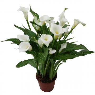 Könst Calla Virgin Art White Calla