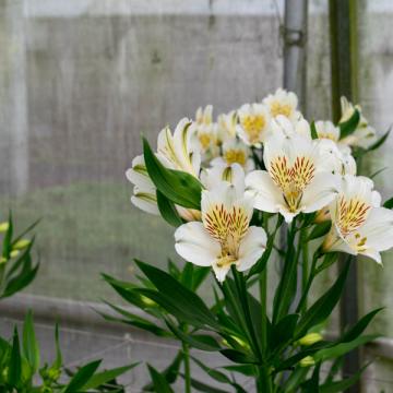 Alstroemeria Whistler flower