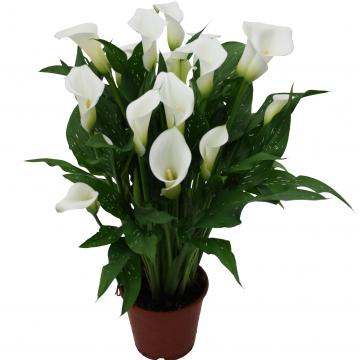 Könst Calla White Art Zantedeschia