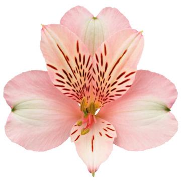 Pink Alstroemeria Winnipeg