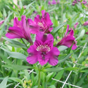 Alstroemeria Xanadu flower