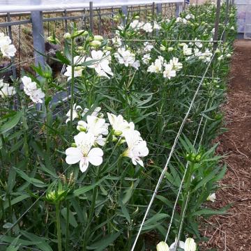 Alstroemeria Eskimo Flower