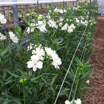 Alstroemeria Eskimo Flower