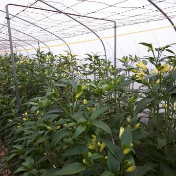 Alstroemeria Mellow Yellow flowers