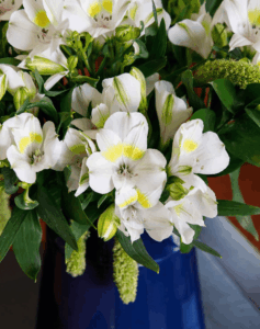 Welcome to the family, beautiful Alstroemeria Stephanie!