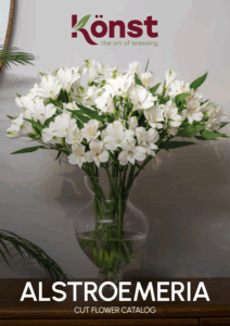 New catalogue KÖNST alstroemeria