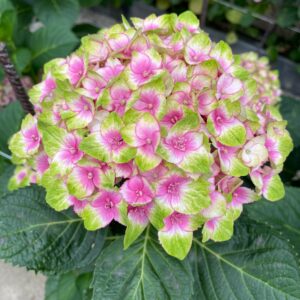 KÖNST and MANSUINO Breeding Emotions announce commercial partnership for cut-flower hydrangea