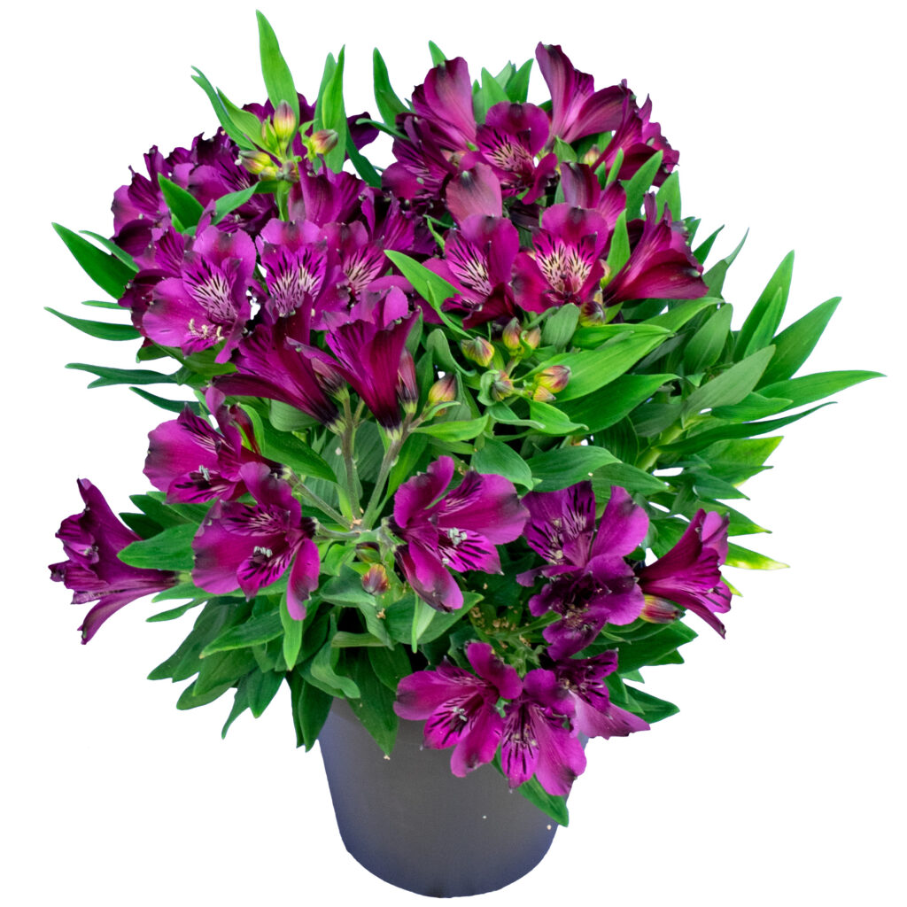 New purple Inca variety. 